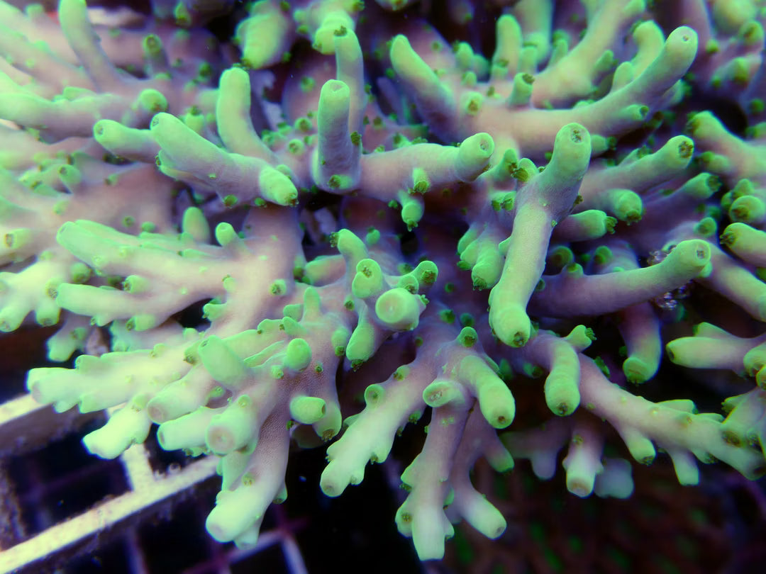 Acropora Lokani