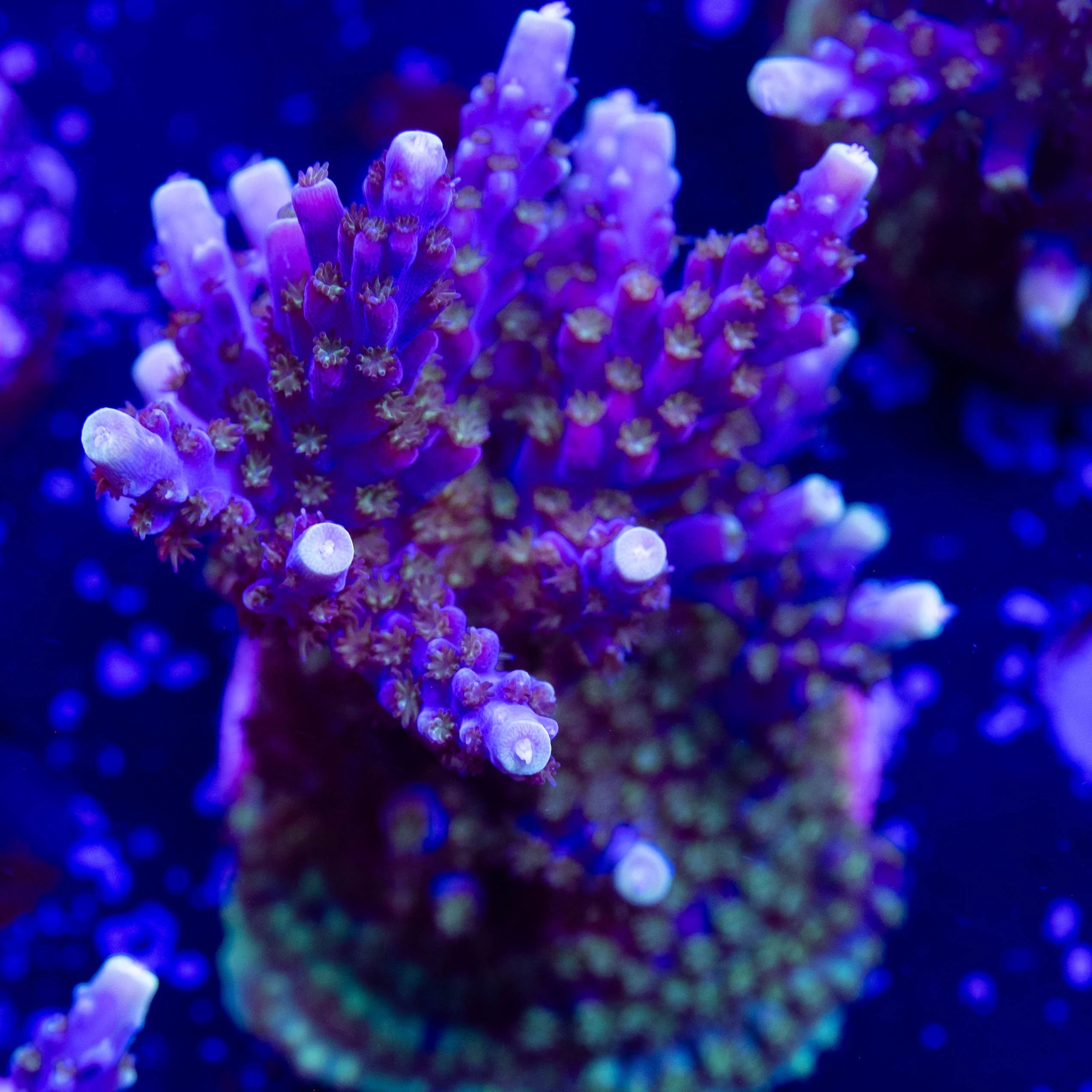 Acropora Tricolor Valida