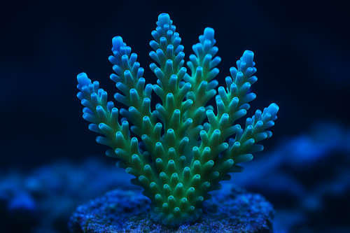 Acropora Formosa