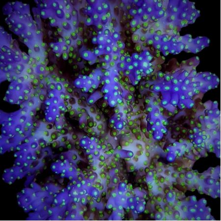Acropora Nana