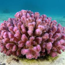Pocillopora Damicornis Ping