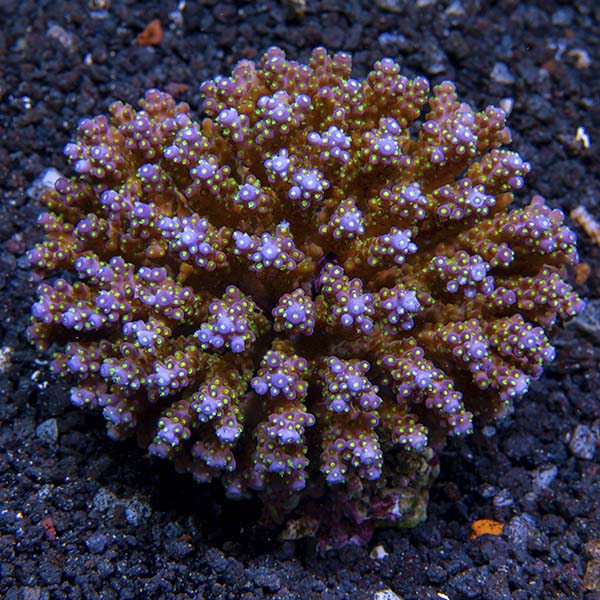 Acropora Cerealis