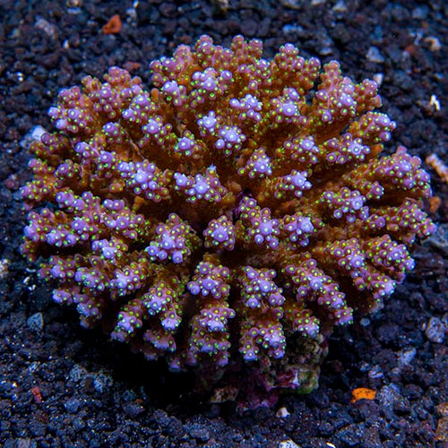Acropora Cerealis
